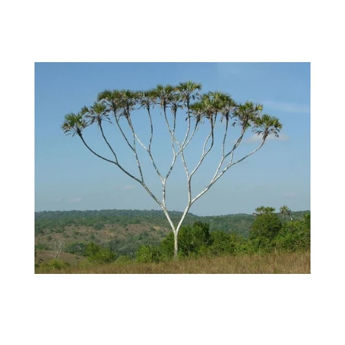Natural tree showing fractal branching pattern