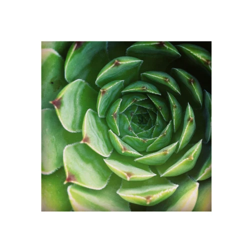 Succulent plant with spiral fractal pattern